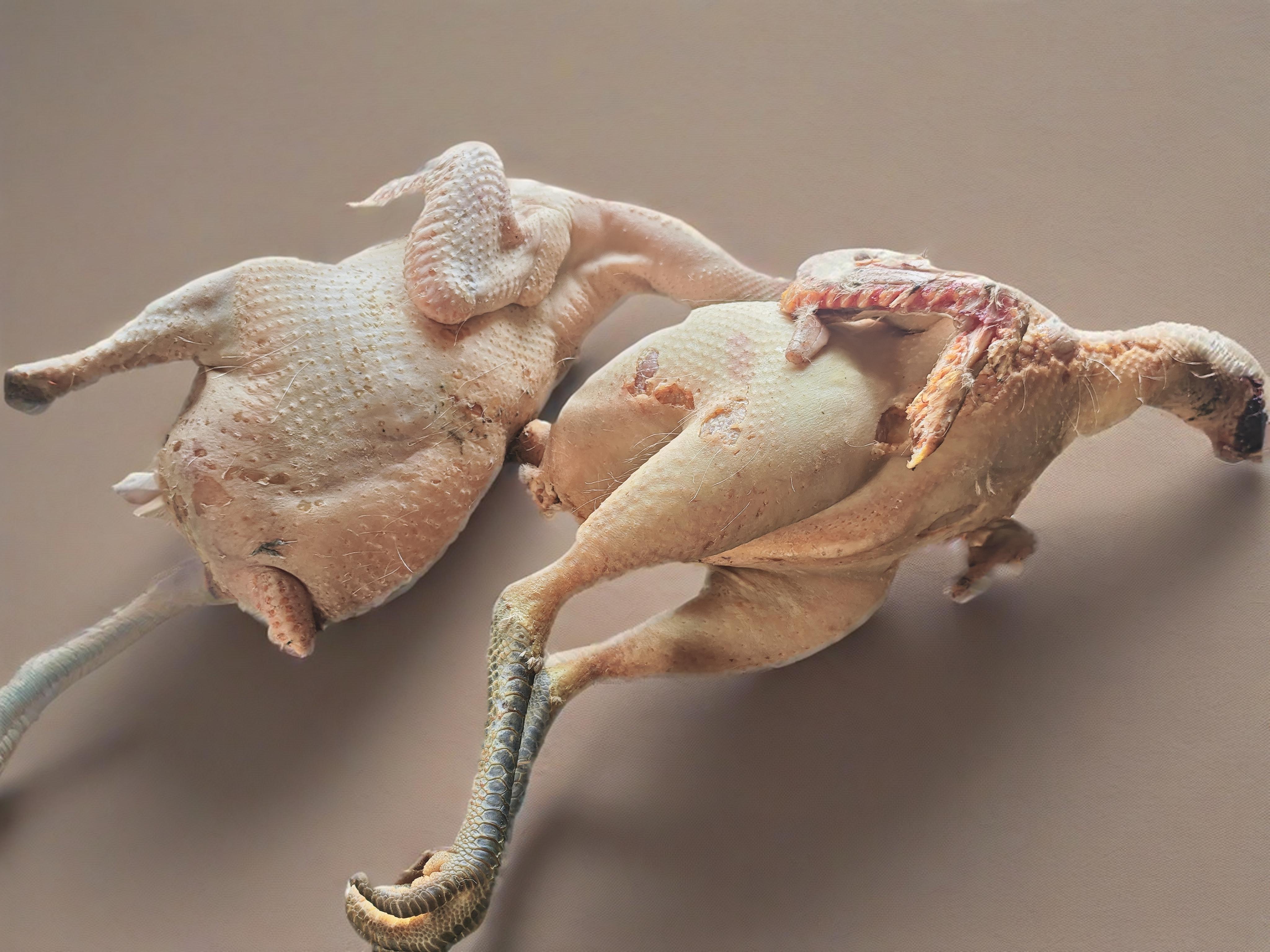 28年以来第一次杀鸡……满满的负罪感-我的日常